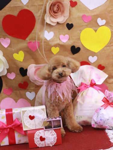 20230202めるちゃん